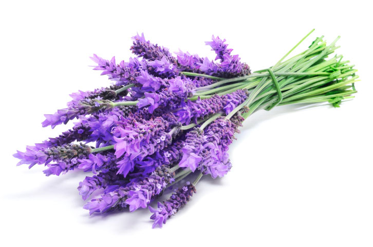 Lavanda, apartment in farmhouse in Città di Castello, Umbria